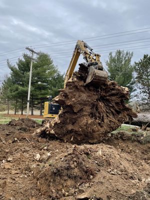 Benchmark Excavation's excavator pulling a large tree stump and root ball from the ground